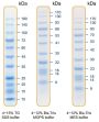10-180 kDa Protein Marker (Stained)