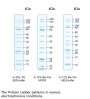 10-200 kDa Protein Marker