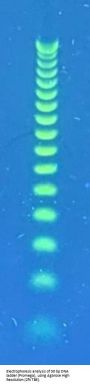 Agarose High Resolution