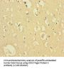 CXXC Finger Protein 5 (CXXC5) Antibody