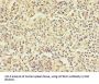 Protein WFDC11 (WFDC11) Antibody