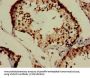 Izumo Sperm-Egg Fusion 1 (IZUMO1) Antibody
