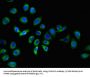 Izumo Sperm-Egg Fusion 1 (IZUMO1) Antibody