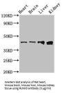 Runt Related Transcription Factor 3 (RUNX3) Antibody