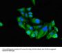 Runt Related Transcription Factor 3 (RUNX3) Antibody