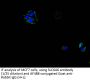 Sodium- and Chloride-Dependent Taurine Transporter (SLC6A6) Antibody