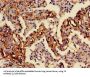 Coagulation Factor III, Tissue Factor / CD142 (F3) Antibody