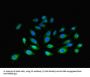 Coagulation Factor III, Tissue Factor / CD142 (F3) Antibody