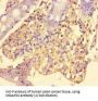 SLIT-ROBO Rho GTPase-Activating Protein 2C (SRGAP2C) Antibody