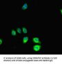 SLIT-ROBO Rho GTPase-Activating Protein 2C (SRGAP2C) Antibody