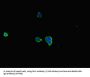 RAB6A-GEF Complex Partner Protein 1 (RIC1) Antibody
