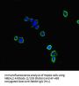 Neurobeachin-Like Protein 2 (NBEAL2) Antibody