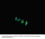 Angiotensin-Converting Enzyme 2 (ACE2) Antibody