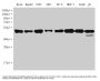 Partitioning Defective 6 Homolog Gamma (PARD6G) Antibody