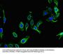 Partitioning Defective 6 Homolog Gamma (PARD6G) Antibody