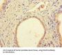 DDB1 And CUL4 Associated Factor 8 (DCAF8) Antibody