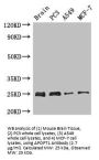Apoptogenic 1, Mitochondrial (APOPT1) Antibody