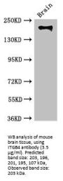 Integrin Beta 4 (ITGb4) Antibody