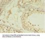 G0/G1 Switch Protein 2 (G0S2) Antibody