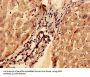 G0/G1 Switch Protein 2 (G0S2) Antibody
