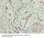 Transmembrane Protein 53 (TMEM53) Antibody