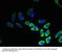 Transmembrane Protein 53 (TMEM53) Antibody