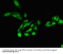 Protein Phosphatase 2 Catalytic Subunit Alpha (PPP2CA) Antibody