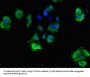 Stomatin-Like Protein 3 (STOML3) Antibody