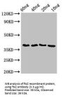 Cell Division Protein FtsZ (ftsZ) Antibody