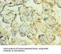 Origin Recognition Complex Subunit 4 (ORC4) Antibody