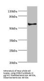 Muscarinic Acetylcholine Receptor M3 (CHRM3) Antibody