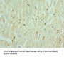 Muscarinic Acetylcholine Receptor M3 (CHRM3) Antibody