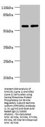 Serine/threonine-Protein Phosphatase 2A 56 kDa Regulatory Subunit Gamma Isoform (PPP2R5C) Antibody