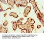 Gap Junction Alpha-1 Protein / CX43 (GJA1) Antibody
