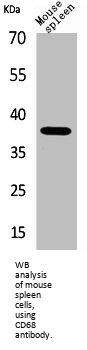 Macrosialin (CD68) Antibody