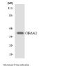 Olfactory Receptor 6A2 (OR6A2) Antibody