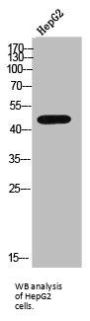 Adrenoceptor Beta 2 (ADRB2) Antibody