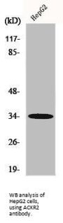 Atypical Chemokine Receptor 2 (ACKR2) Antibody
