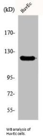 FERM, RhoGEF and Pleckstrin Domain Protein 2 (FARP2) Antibody