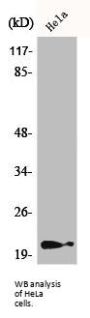 Cyclin Dependent Kinase Inhibitor 1A Phospho-Thr145 (CDKN1A pT145) Antibody