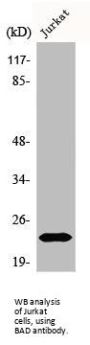 Bcl2-Associated Agonist Of Cell Death (BAD) Antibody