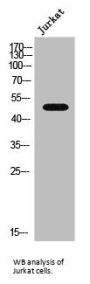 Alpha 2A Adrenergic Receptor (ADRA2A) Antibody