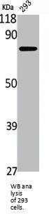 Death Domain-Associated Protein 6 (DAXX) Antibody