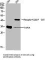 Glycogen Synthase Kinase 3 Beta Phospho-Ser9 (GSK3B pS9) Antibody