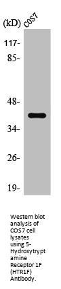 5-Hydroxytryptamine Receptor 1F (HTR1F) Antibody