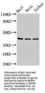 Pregnancy-Associated Glycoprotein 1 (PAG1) Antibody