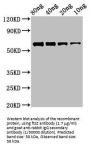 Cell Division Protein FtsZ (ftsZ) Antibody