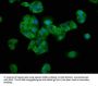 Nebulin (NEB) Antibody
