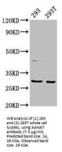 Serotonin N-Acetyltransferase (AANAT) Antibody