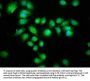 Serotonin N-Acetyltransferase (AANAT) Antibody